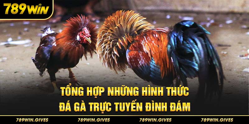 Tổng hợp những hình thức đá gà trực tuyến đình đám