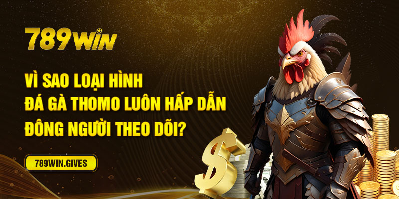 Vì sao loại hình đá gà thomo luôn hấp dẫn đông người theo dõi?